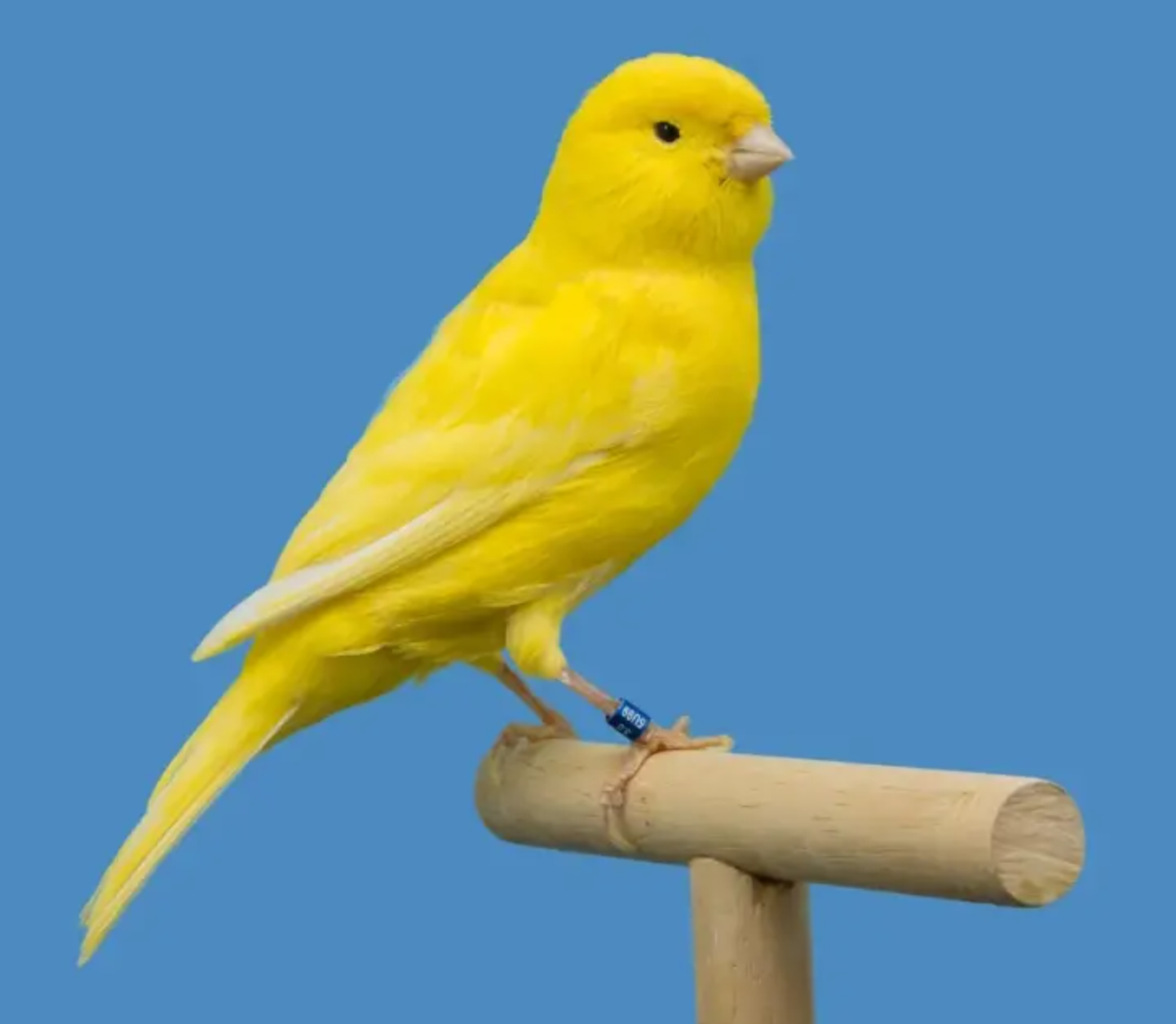 Previous